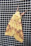 Cirrhia icteritia