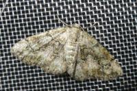 Cleorodes lichenaria