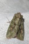 Dryobotodes eremita