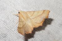 Ennomos fuscantaria