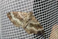Epirrhoe alternata