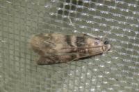 Euzophera pinguis