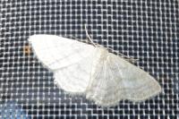 Idaea subsericeata