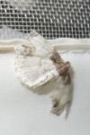 Ligdia adustata