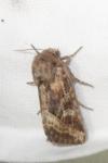 Luperina dumerilii