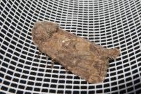 Luperina testacea