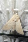 Mythimna vitellina