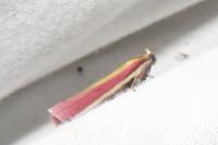 Oncocera semirubella