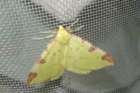 Opisthograptis luteolata