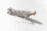 Parornix