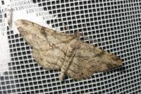 Peribatodes rhomboidaria