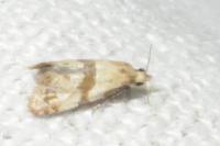 Phalonidia contractana