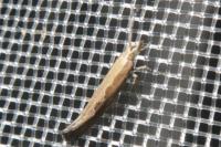 Plutella xylostella