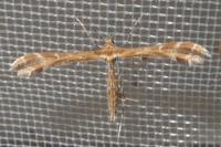 Oxyptilus