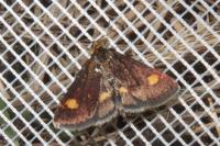 Pyrausta aurata