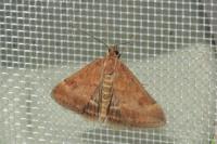 Pyrausta despicata