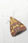 Pyrausta purpuralis