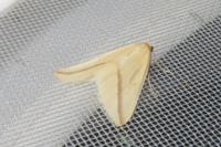 Rhodometra sacraria