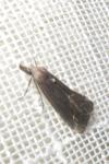 Schrankia costaestrigalis