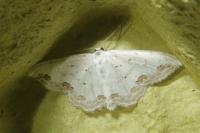 Scopula ornata