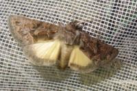 Thalpophila matura