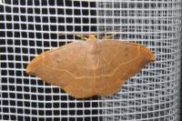 Watsonalla binaria