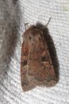 Xestia xanthographa