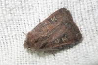 Xestia xanthographa