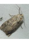 Luperina testacea