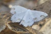 Scopula ornata