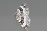 Epirrhoe alternata