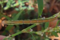 Lythria purpuraria