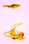 Phycitodes albatella