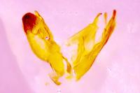 Emmelina monodactyla