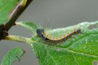 Lasiocampa quercus