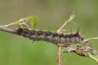 Trichiura crataegi