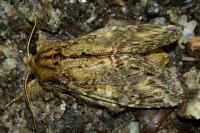 Peridea anceps