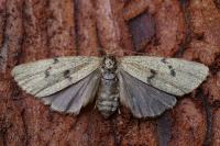 Apaidia mesogona
