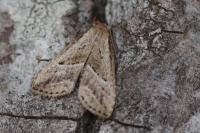 Hypenodes humidalis