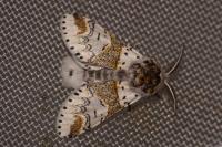 Furcula furcula
