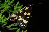 Callimorpha dominula