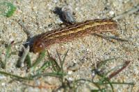 Aporophyla australis