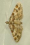 Gymnoscelis rufifasciata