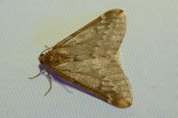 Alsophila aescularia