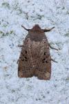 Conistra rubiginosa