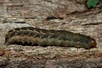 Noctua pronuba