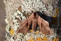 Smerinthus ocellatus