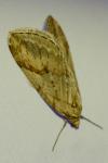 Chesias rufata