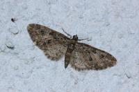 Eupithecia abbreviata