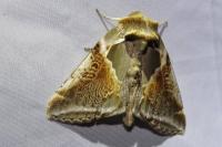 Habrosyne pyritoides